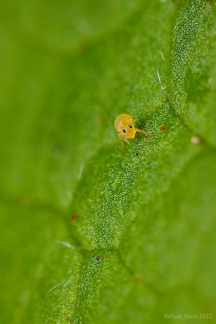 Deuterosminthurus pallipes f. repanda