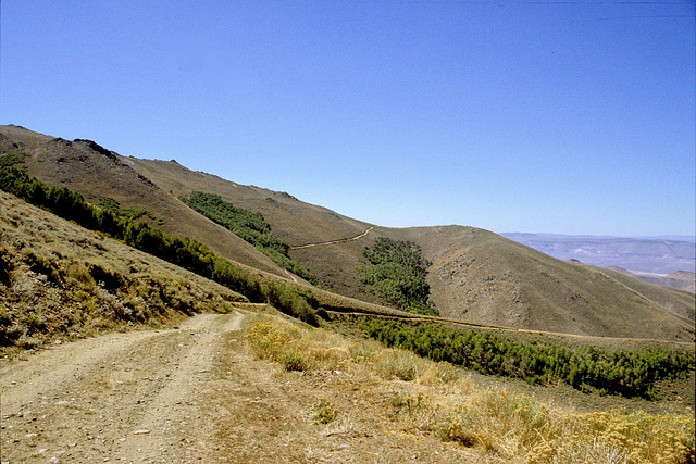 Pine Forest Range