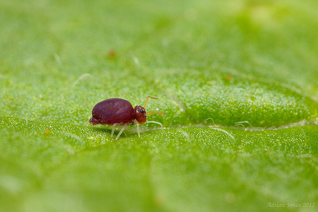 Deuterosminthurus pallipes