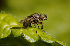 Fly. Tachinidae - genus Siphona