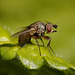 Fly. Tachinidae - genus Siphona