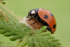 Ladybird and Dinocampus coccinellae cocoon