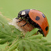 Ladybird and Dinocampus coccinellae cocoon