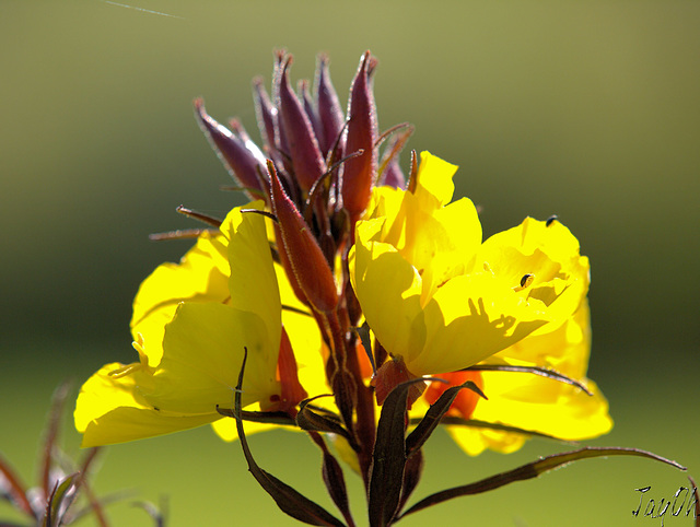 Evening Primrose