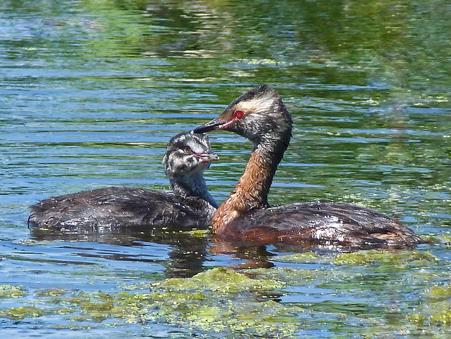 Horned Grebe feeding time Horned Grebe feeding time