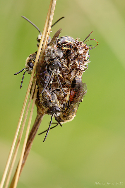 Roosting Bees, Lasioglossum sp ?