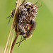 Roosting Bees, Lasioglossum sp ?