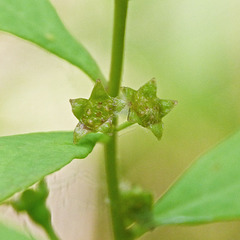 Northern Comandra / Geocaulon lividum