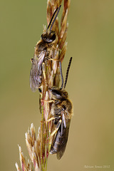 Roosting Bees, Lasioglossum sp ?