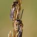 Roosting Bees, Lasioglossum sp ?