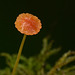Tiny orange parasol
