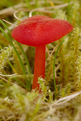 Toadstool