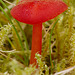 Toadstool