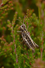 Grasshopper