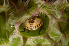 Dolycoris baccarum (Hairy Shieldbug) nymph.