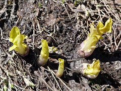 Mystery alpine plant