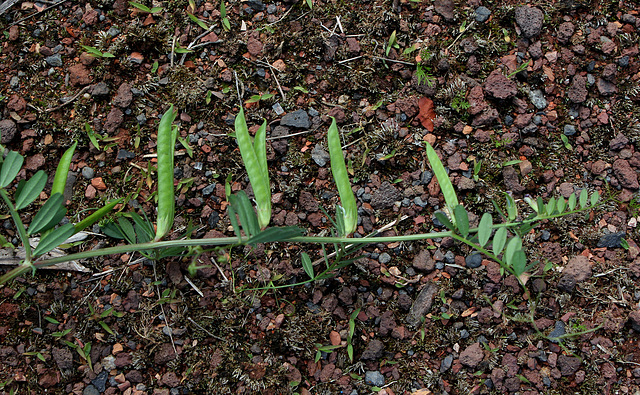 Vicia sativa (2)