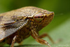 Froghopper.