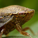 Froghopper.