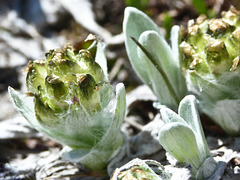Woolly Pussytoes, Antennaria lanata