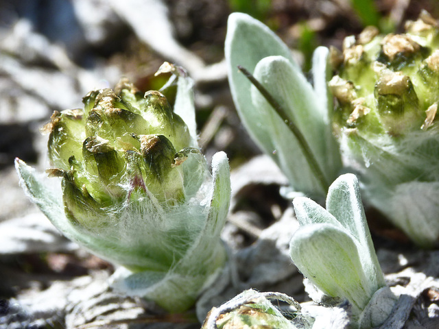 Woolly Pussytoes, Antennaria lanata