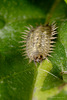 Tortoise Beetle Larva