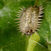 Tortoise Beetle Larva