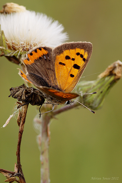 Small Copper