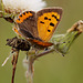 Small Copper