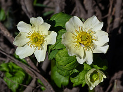 White Globe Flower / Trollius albiflorus laxus