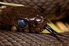 grass_snake_001