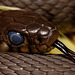 grass_snake_001