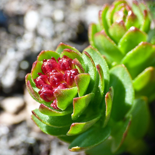 Roseroot / Sedum rosea