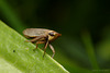 Leafhopper