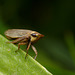 Leafhopper