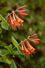 Lonicera × brownii 'Dropmore Scarlet'