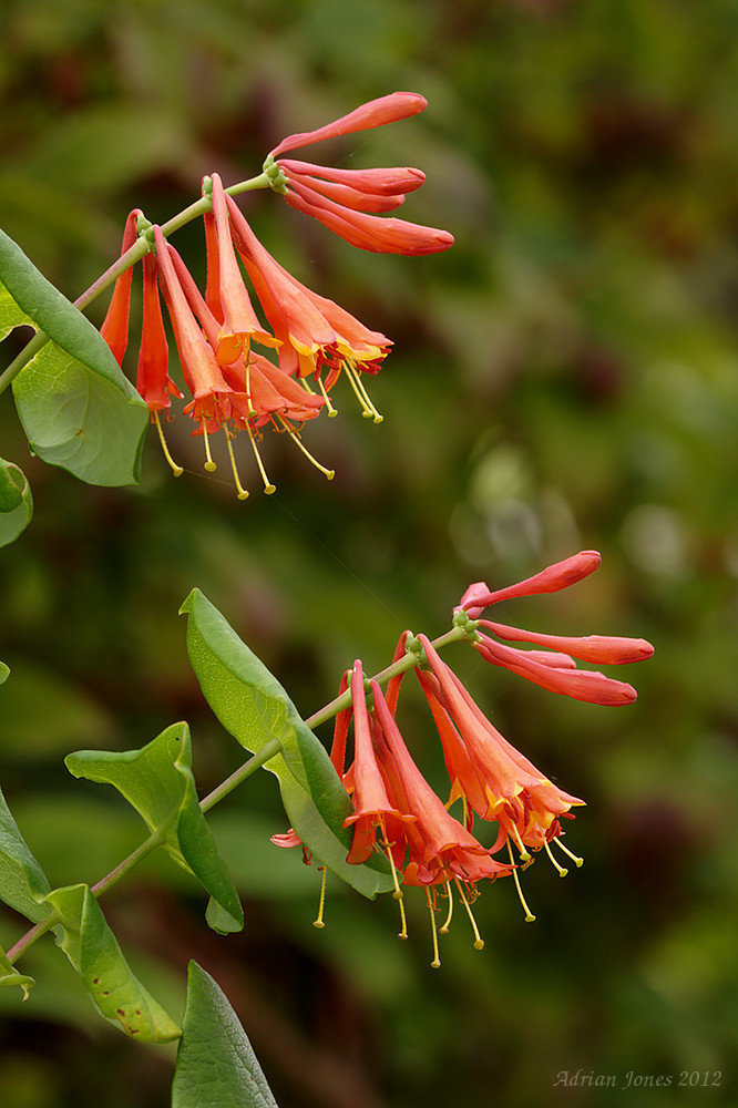 Lonicera × brownii 'Dropmore Scarlet'
