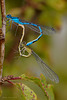 Damsels Mating.