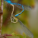 Damsels Mating.