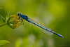 damselfly_001