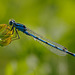 damselfly_001