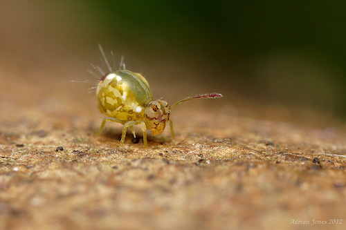 Calvatomina nr superba