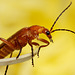 Soldier Beetle.