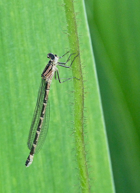 Damselfly Damselfly