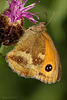 Gatekeeper Butterfly.