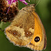 Gatekeeper Butterfly.