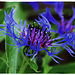 Eryngium planum, the blue eryngo or flat sea holly,