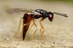 Ovipositing Chalcidoidea wasp.