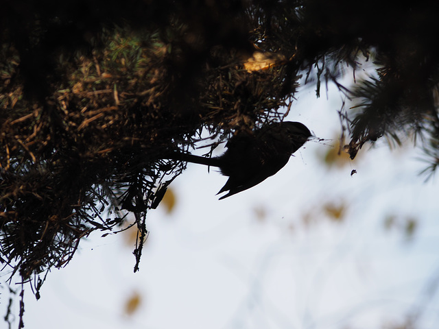 Black Capped Chickadee Silouhette