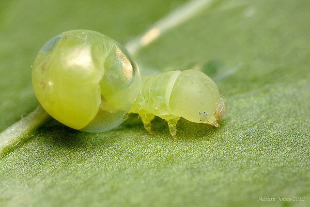 Hatching.